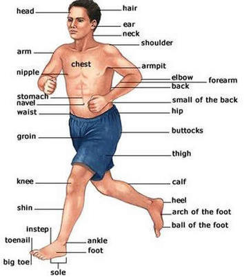 Parts of the human body parts learning English ...