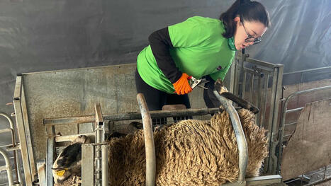 « On n’en parle pas assez » : les ovinpiades des métiers mettent en lumière l’élevage des moutons auprès des jeunes - Le Parisien | Actualités de l'élevage | Scoop.it