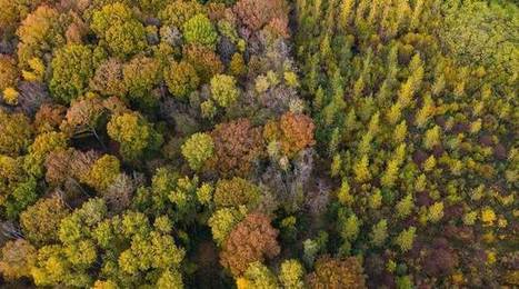 Nord&nbsp;: Une mini-for&ecirc;t urbaine va &ecirc;tre plant&eacute;e au sein d&rsquo;une &eacute;cole de Wasquehal | Vers la transition des territoires ! | Scoop.it