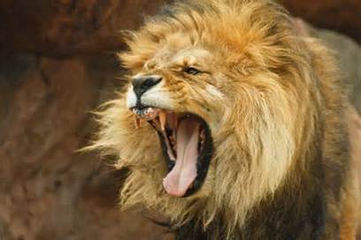 Want to Increase B2B Marketing Productivity? Steal Instincts of African Lion ... - Business 2 Community | B2B OP TBS | Scoop.it