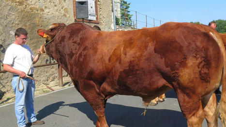 Les concours bovins sont de retour | Actualit&eacute; B&eacute;tail | Scoop.it