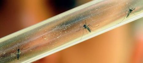 Quatre personnes ont contract&eacute; le chikungunya en plein centre de Montpellier | Toxique, soyons vigilant ! | Scoop.it