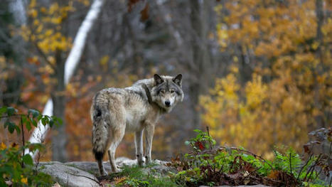 Tirs « défensifs » du loup : l’encadrement européen pris pour cible - EURACTIV.fr | Biodiversité | Scoop.it