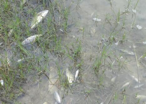 Map Shows China-Owned Mine Where Acid Spill Caused 'Catastrophic' Pollution / le 19.03.2025 | Pollution accidentelle des eaux par produits chimiques | Scoop.it