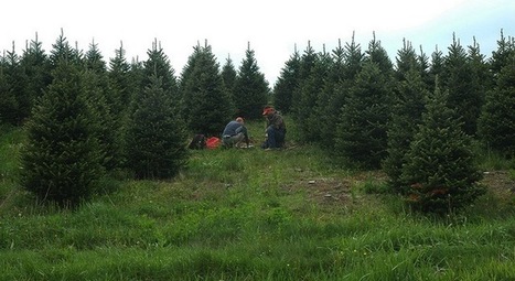 'Real' Christmas trees support farmers | Coastal Restoration | Scoop.it