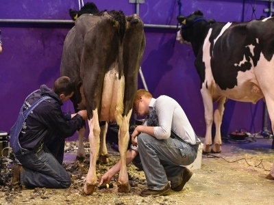 Production de lait : Le Sénégal va importer 1.000 génisses cette année | Lait de Normandie... et d'ailleurs | Scoop.it