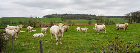 Viande à l’herbe et antioxydants - Viandes et produits carnés | Pour innover en agriculture | Scoop.it