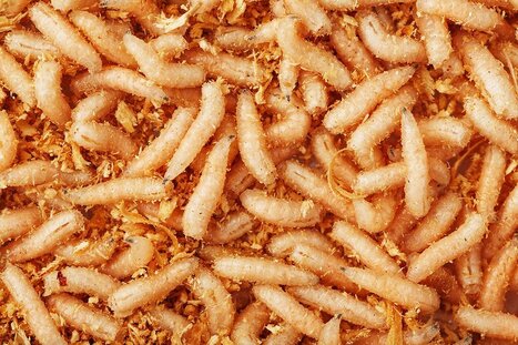 Insect farms turn food waste into animal feed, raising hopes for greener protein | Industry 411 - Waste Management | Scoop.it