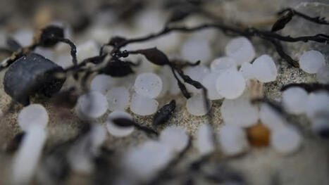 De l'usine à la plage, les tribulations et les terribles dégats d'un granulé de plastique qui fait pleurer les sirènes | Planète DDurable | Scoop.it
