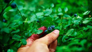 &rdquo;Monille ei ole j&auml;&auml;nyt k&auml;teen kuin velkaa&rdquo; &ndash; uusi raportti listaa Thaimaan marjanpoimijoiden kokemuksia Suomesta | Demokraatti.fi | 1Uutiset - Lukemisen t&auml;hden | Scoop.it