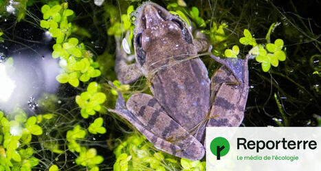 Les lavoirs bretons, refuges secrets pour la biodiversité | Biodiversité - @ZEHUB on Twitter | Scoop.it