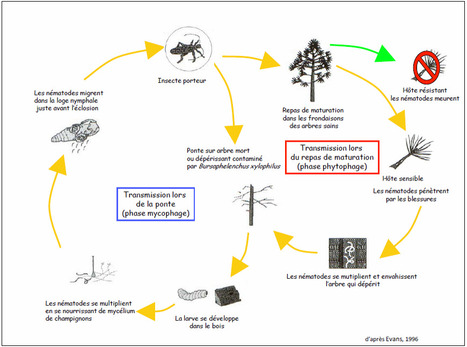 Nématode du pin : biologie | EntomoScience | Scoop.it