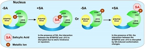 Cell Reports: The Arabidopsis NPR1 Protein Is a Receptor for the Plant Defense Hormone Salicylic Acid (2012) | Plants and Microbes | Scoop.it