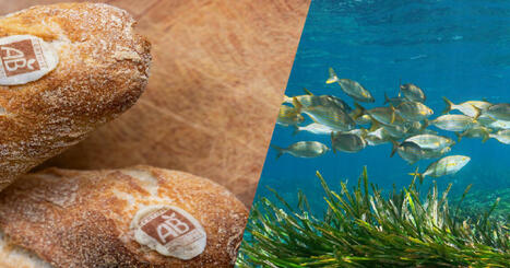 Nouveaut&eacute; Qu&aelig; : quel impact des labels alimentaires sur la biodiversit&eacute; ? Ifremer | Biodiversit&eacute; | Scoop.it