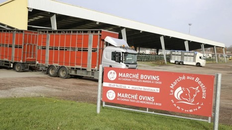 Parthenay : le "miracle" du marché aux bestiaux | Actualité Bétail | Scoop.it