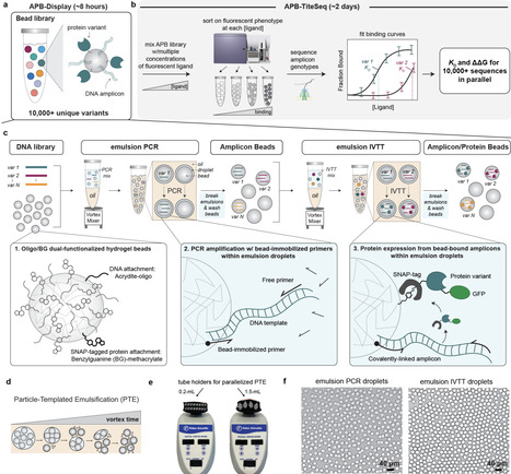Amplicon/Protein Bead Display enables quantitative in vitro biochemistry at scale | brvt | RMH | Scoop.it