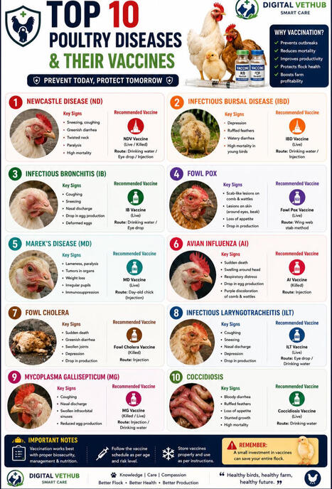 #poultry #veterinarymedicine #poultryfarming #animalhealth #vaccination #poultryhealth #vetlife #farmmanagement #livestock #digitalvethub | Digital Vethub | Immunology and Biotherapies | Scoop.it