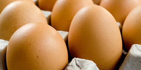 PFAS found in organic eggs in Denmark - DTU National Food Institute | Agents of Behemoth | Scoop.it