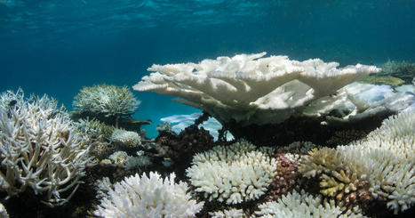 Un nouvel épisode planétaire de blanchissement des coraux est en cours | Biodiversité - @ZEHUB on Twitter | Scoop.it