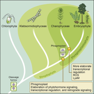 The Chara Genome: Secondary Complexity and Implications for Plant Terrestrialization  (coll URGI, INRA, UPSaclay) | Life Sciences Université Paris-Saclay | Scoop.it