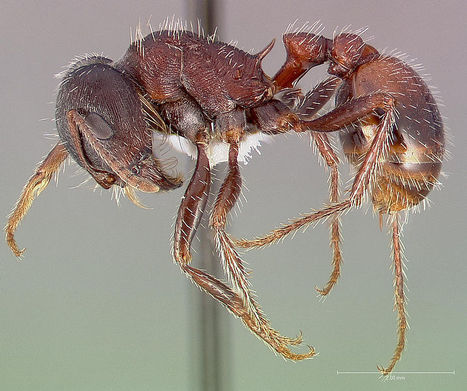 Fourmis : les conditions environnementales influencent les castes | EntomoNews | Scoop.it