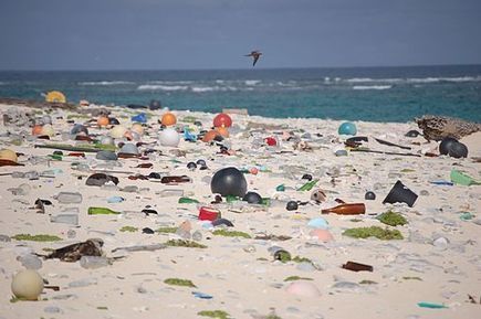 Marine Debris Affects Hundreds of Species - Conservation Jobs | Sandy Beach Ecology & Management | Scoop.it