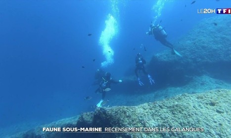 Recensement de la faune sous-marine dans les Calanques de Marseille - Le Journal du week-end - TF1 | Biodiversité | Scoop.it