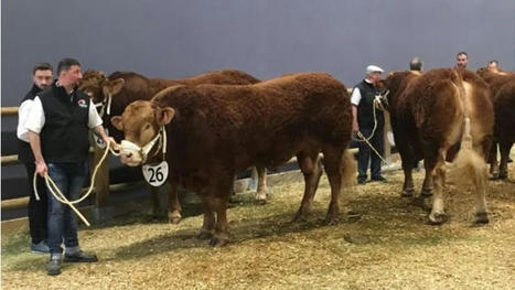 Le concours national limousin à Limoges : un lieu idéal pour avoir un rapport direct avec les consommateurs | Actualité Bétail | Scoop.it