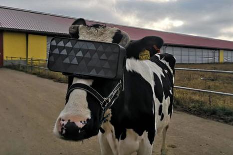 Vaches et Réalité Virtuelle - Presse Citron | Pour innover en agriculture | Scoop.it