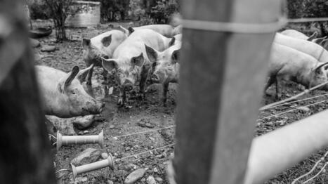 La peste, puisqu'il faut l'appeler par son nom | SCIENCES DE L' ANIMAL | Scoop.it