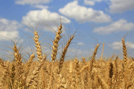 EGYPT wheat imports rebound after dip in global prices | MED-Amin network | Scoop.it