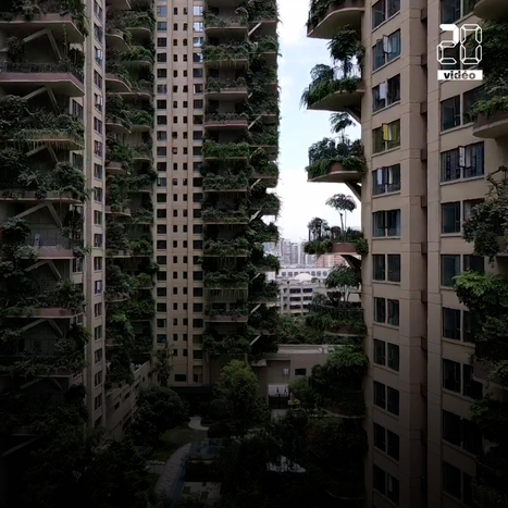 Chine : Envahis par les moustiques, les habitants d’un immeuble végétalisé contraints de fuir leur appartement | Build Green, pour un habitat écologique | Scoop.it