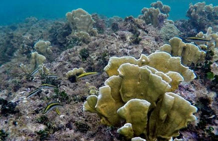 Des chercheurs pointent l'"effondrement" de la biodiversité en Méditerranée en 30 ans | Histoires Naturelles | Scoop.it