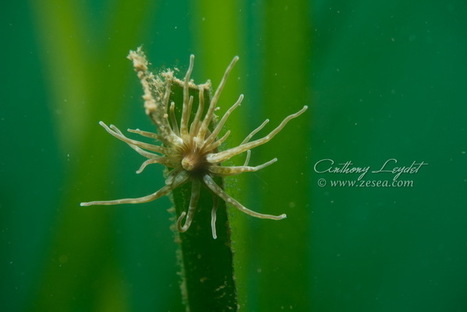 La plong&eacute;e bio avec Anthony Leydet : Plong&eacute;e dans l'&eacute;tang de Thau, oasis de vie ! | Vari&eacute;t&eacute;s entomologiques | Scoop.it