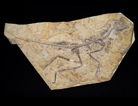 'Dawn bird' sees Archaeopteryx return to bird fold - life - 30 May 2013 | 21st Century Innovative Technologies and Developments as also discoveries, curiosity ( insolite)... | Scoop.it
