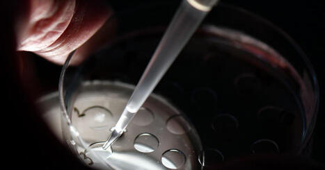 Soci&eacute;t&eacute;. S&eacute;lection g&eacute;n&eacute;tique des embryons obtenus par FIV&nbsp;: une soir&eacute;e d&eacute;bat &agrave; Besan&ccedil;on | Bio&eacute;thique & Procr&eacute;ation | Scoop.it