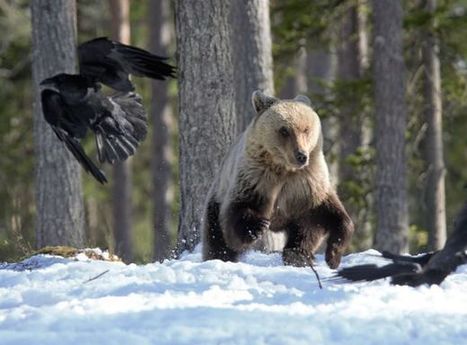 Veijo Toivoniemi ikuisti pikkunallen ja korppien leikin Kuhmossa | 1Uutiset - Lukemisen t&auml;hden | Scoop.it
