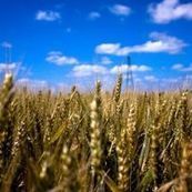 France - Le chiffre d'affaires de l'agriculture s'établit à 75 milliards d'euros | Questions de développement ... | Scoop.it