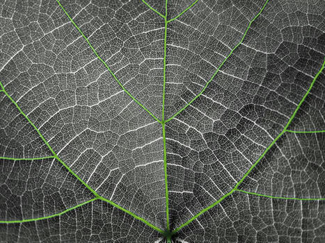 Ab 2040 will die Schaeffler-Gruppe klimaneutral wirtschaften | Sustainable Procurement News - Deutschland, &Ouml;sterreich, Schweiz | Scoop.it