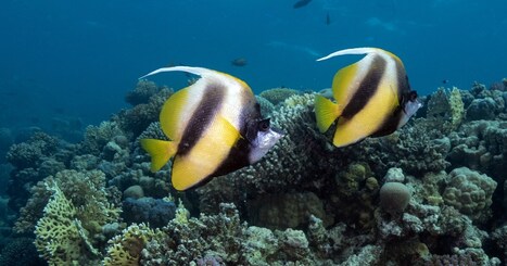 The Oceans Act as a Toilet That Flushes Carbon Waste. Marine Heatwaves Are Clogging It Up. – | Industry 411 - Waste Management | Scoop.it