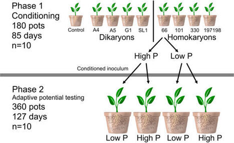 Low soil phosphorus conditioning enhances mutualism in Rhizophagus irregularis regardless of nuclear organization, even when phosphorus conditions shift&nbsp; | Plant-Microbe Symbiosis | Scoop.it