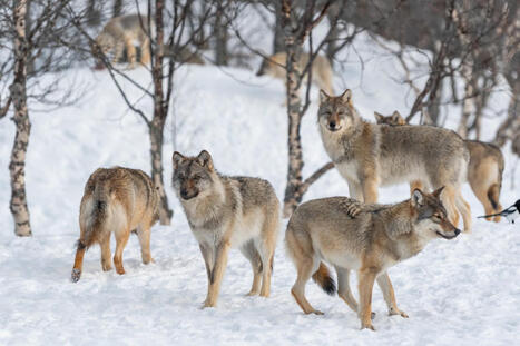 Wolves Descend on Finnish Villages After Google Hacked Down 1,300 Acres of Habitat to Make Room for AI Data Centers | by Joe Wilkins | Futurism.com | Surfing the Broadband Bit Stream | Scoop.it