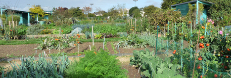 Publication AURA Angers - l'agriculture en ville à Angers : la ville gourmande... - in la newsletter de l'AURA | Veille territoriale AURH | Scoop.it