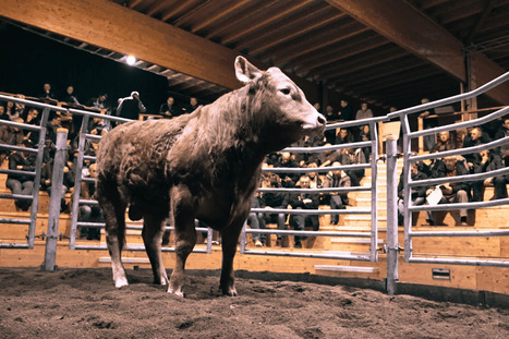 Ventes de jeunes reproducteurs : comment la race limousine façonne les vaches et taureaux de demain  grâce à la génétique | Actualité Bétail | Scoop.it