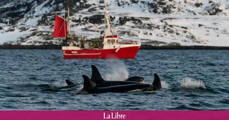 Plus de 570 baleines pêchées en Norvège cette année : "Le massacre d'un si grand nombre de baleines est un écocide" | HALIEUTIQUE MER ET LITTORAL | Scoop.it