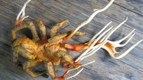 L’image du jour : un nouvel exemple de l’art macabre du champignon cordyceps appliqué à une tarentule | GuruMeditation | EntomoNews | Scoop.it