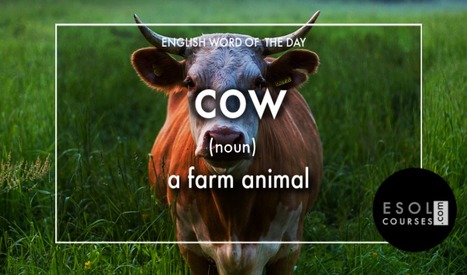 #English word of the day - cow.  | English Word Power | Scoop.it