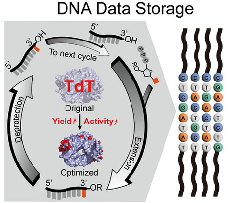 Structure-Guided Redesign of Terminal Deoxynucleotidyl Transferase Enables Scalable Enzymatic DNA Synthesis for Data Storage | angeC | RMH | Scoop.it