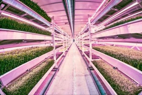 Londres : une ferme urbaine de 10 000 m2 dans un abri de la Seconde Guerre mondiale | ESPACES VEGETALISES URBAINS | Scoop.it
