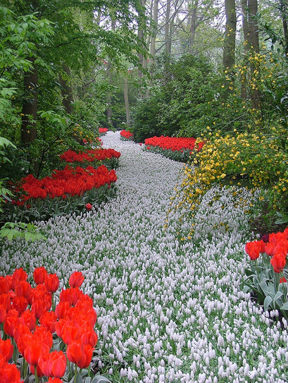 A path of white flowers in the Keukenhos garden (holland) | 1001 Gardens | 1001 Gardens ideas ! | Scoop.it